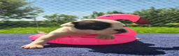 Olde English Bulldogge dogs for sale: Bopeep - Ad 10