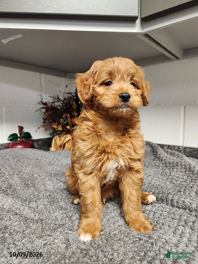 Mini Goldendoodle dogs Billy - Ad 1