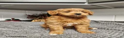 Mini Goldendoodle dogs for sale: Billy - Ad 1