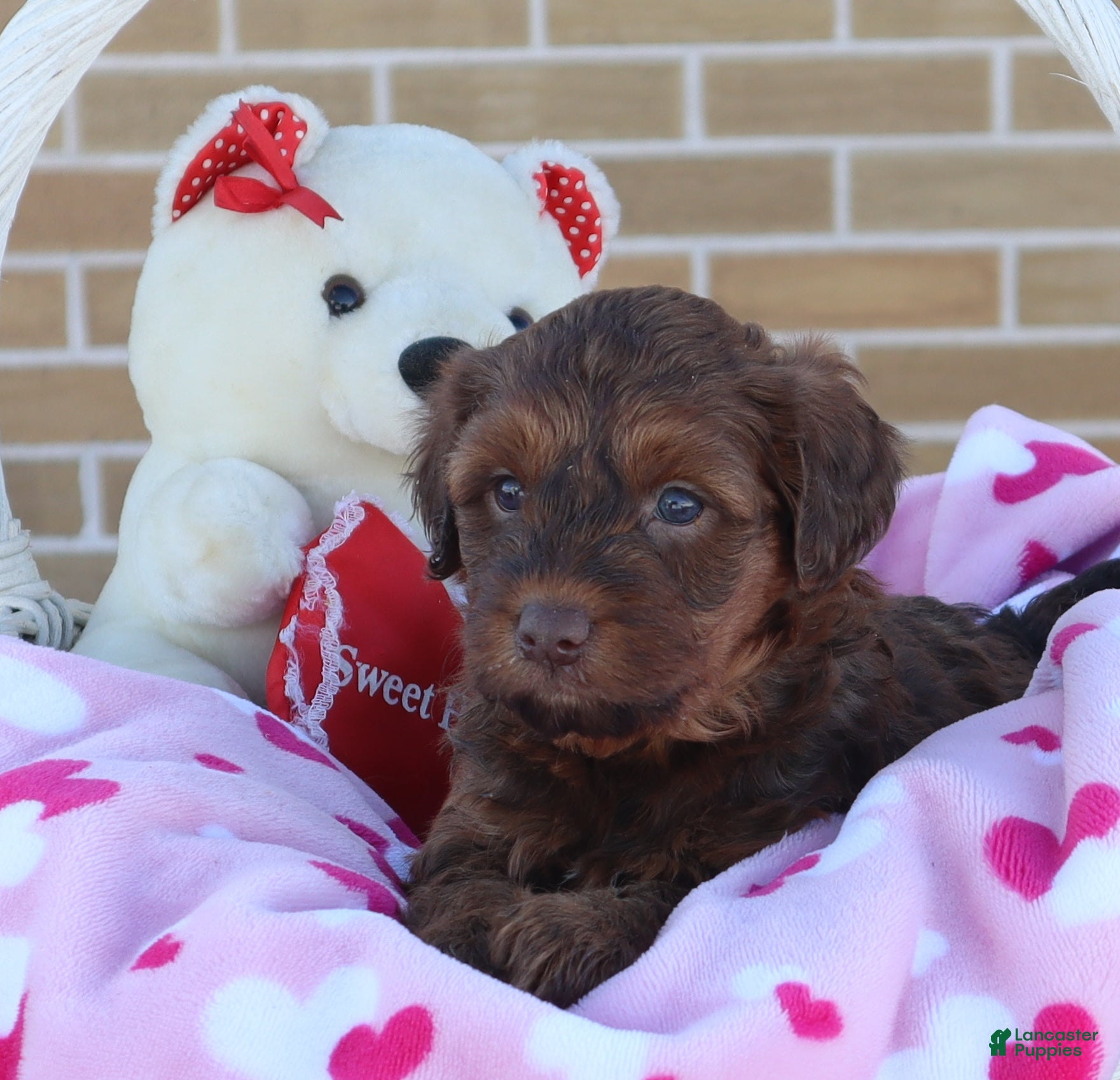 Mini Goldendoodle dogs Lenny - Ad 1