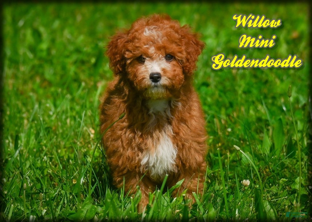 Mini Goldendoodle dogs Willow - Ad 1