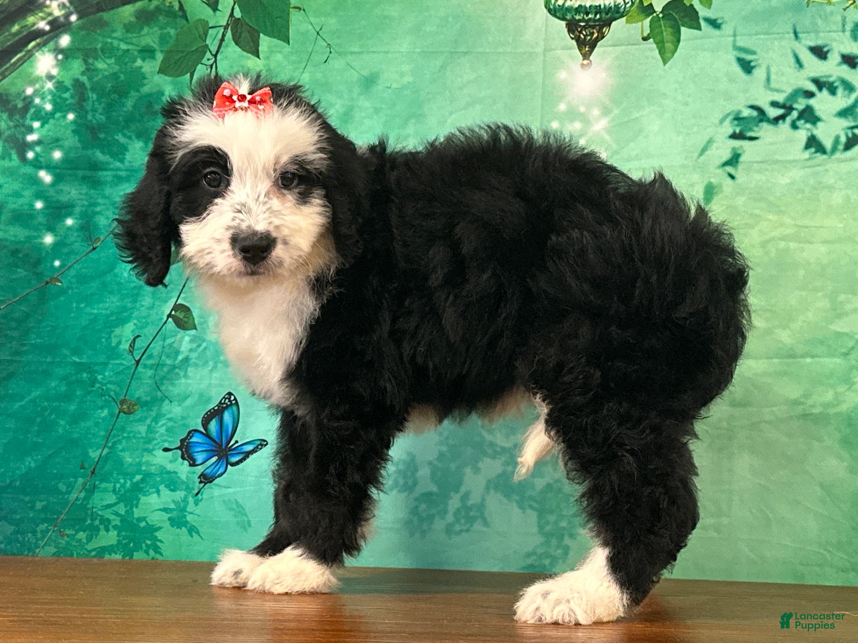 Bernedoodle dogs Bonnie - Ad 1