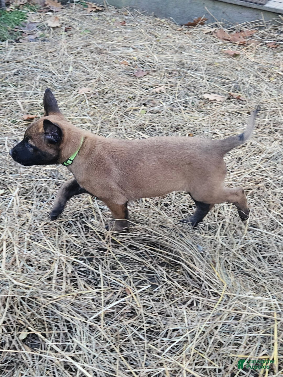Belgian Malinois dogs for sale: Light Green (Magenta) - Ad 5