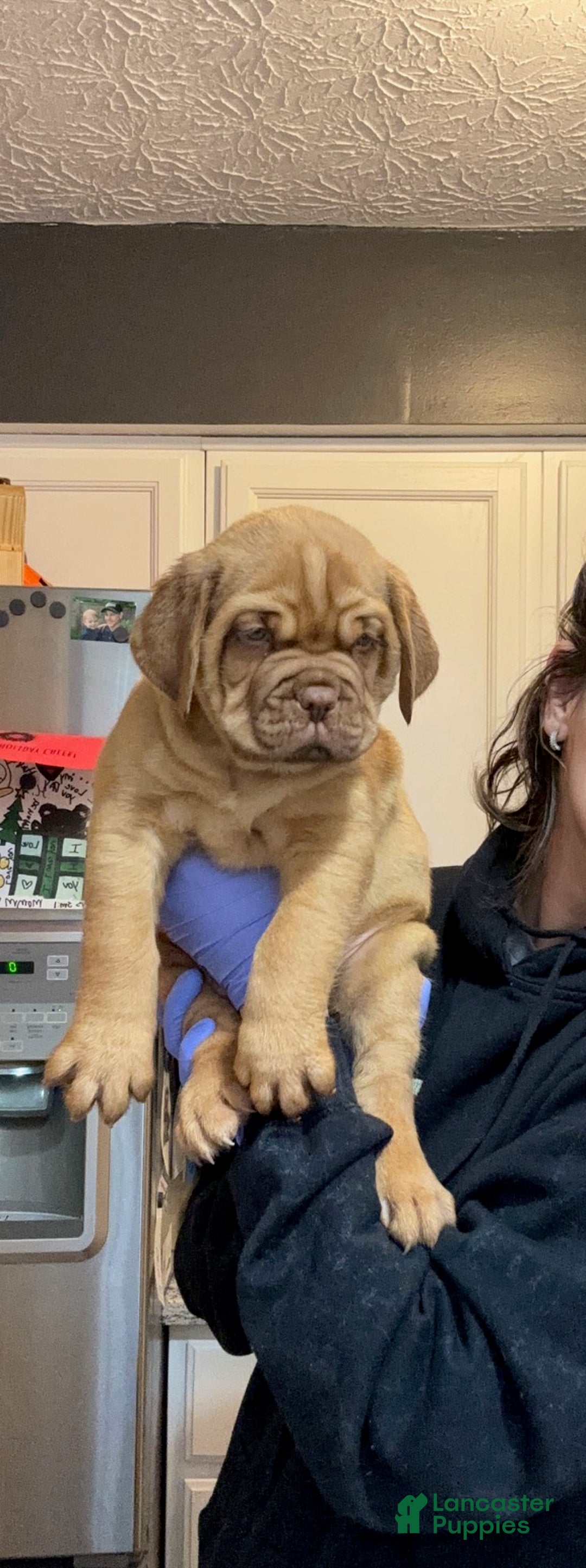 Dogue De Bordeaux dogs for sale: Dogue De Bordeaux Puppy 5 - Ad 11