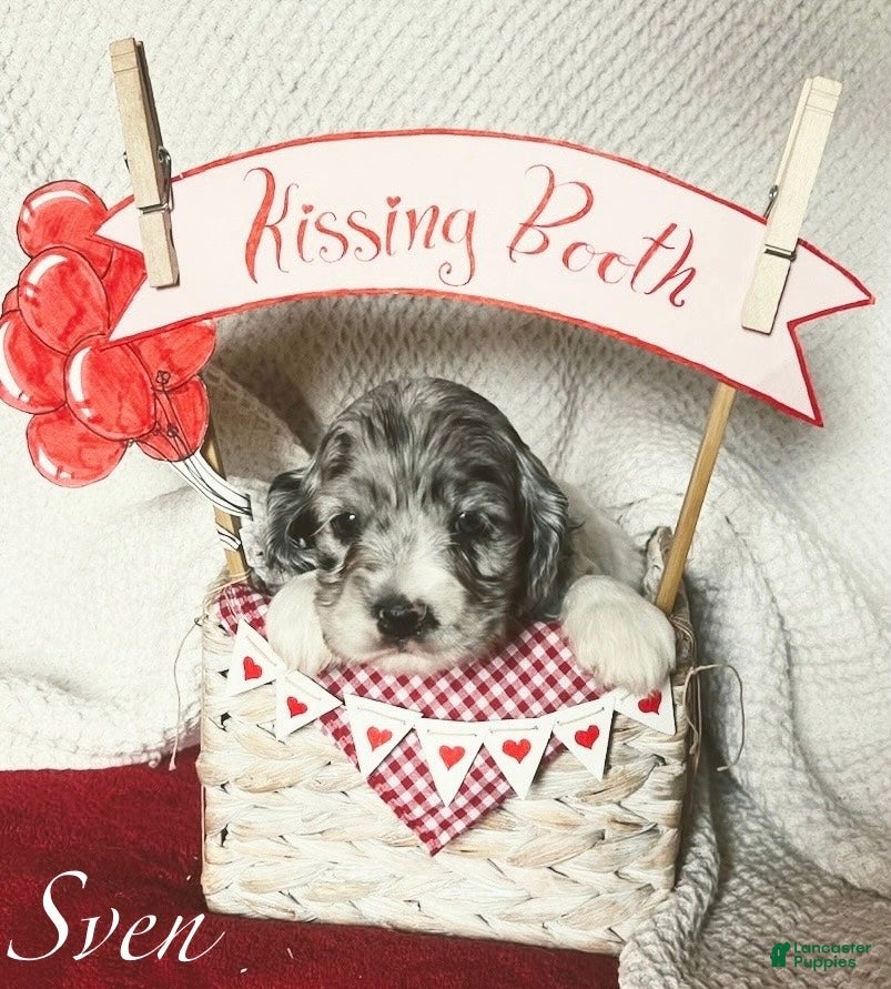 Cocker Spaniel dogs Sven - Ad 40