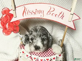 Cocker Spaniel dogs Sven - Ad 40