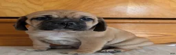 Puggle dogs for sale: Chance  - Ad 3