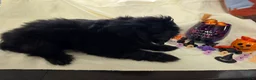 Mixed Breed dogs for sale: Tinkerbell - Ad 3