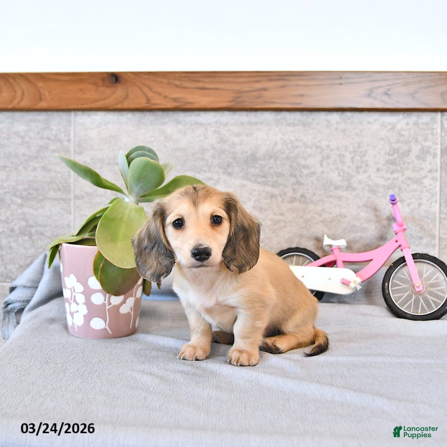 Miniature Dachshund dogs Bryson - Ad 2