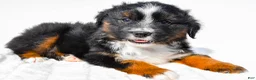 Miniature Australian Shepherd dogs for sale: Lynn - Ad 5