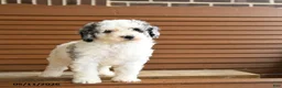 Miniature Poodle dogs for sale: Harrison - Ad 2