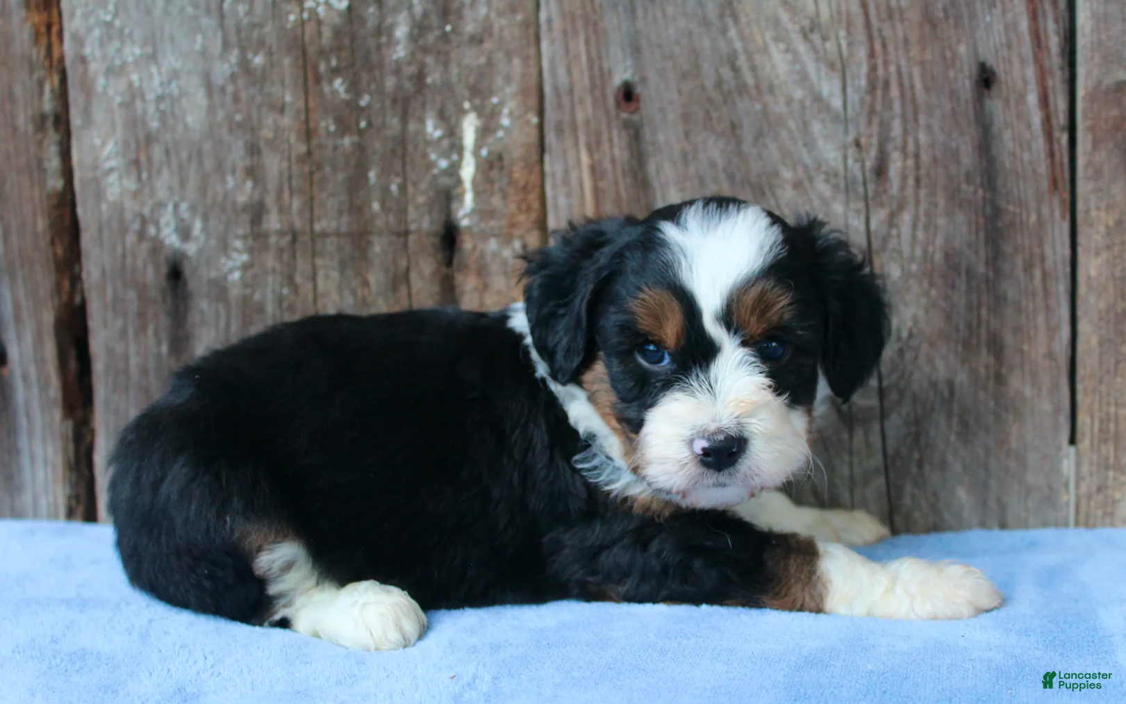 Aussiedoodle dogs Kadin - Ad 1