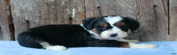 Aussiedoodle dogs for sale: Kadin - Ad 1