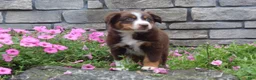 Australian Shepherd dogs for sale: Peaches  - Ad 5
