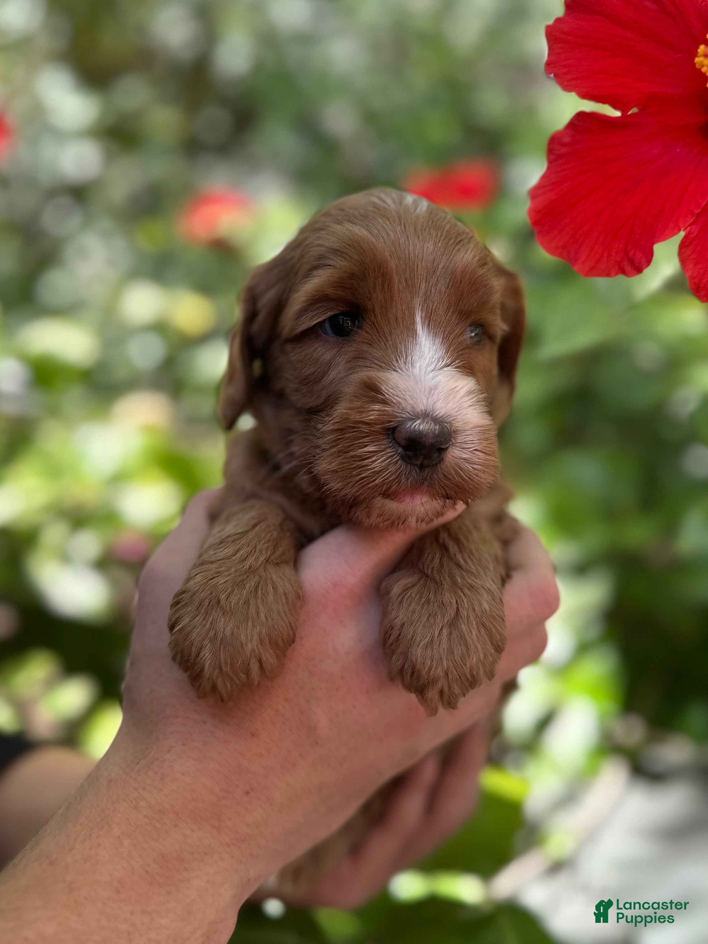 Australian Labradoodle dogs for sale: Darla - Ad 3