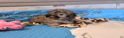 Havanese dogs for sale: Jill - Ad 5