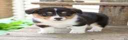 Mixed Breed dogs for sale: Lulu - Ad 3