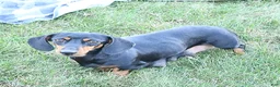 Miniature Dachshund dogs for sale: Jenny - Ad 6