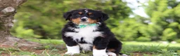 Bernese Mountain Dog dogs for sale: Loki - Ad 1