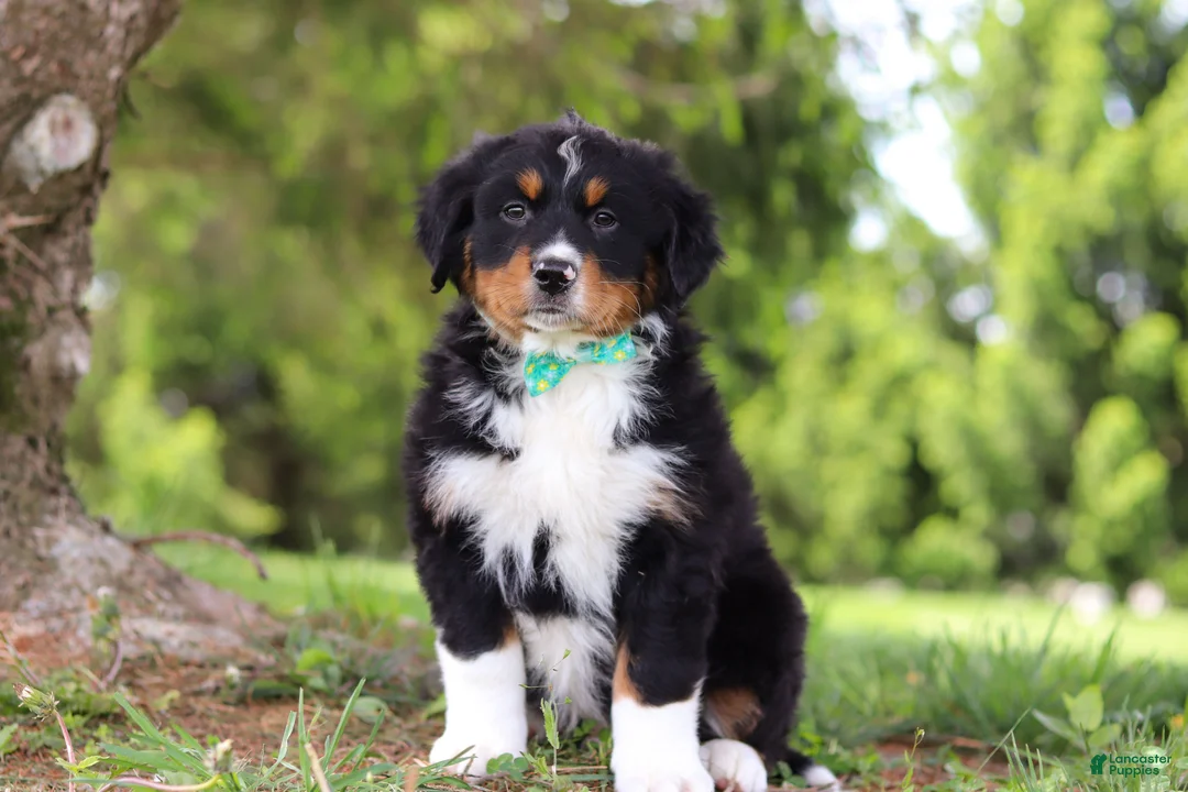 Bernese Mountain Dog dogs for sale: Loki - Ad 1