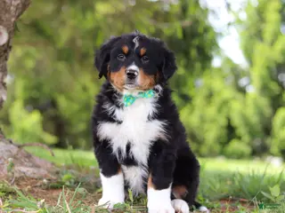 Bernese Mountain Dog dogs for sale: Loki - Ad 4