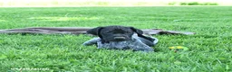 German Shorthaired Pointer dogs for sale: Rascal - Ad 4