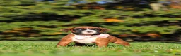 Boxer dogs for sale: Roxy - Ad 7