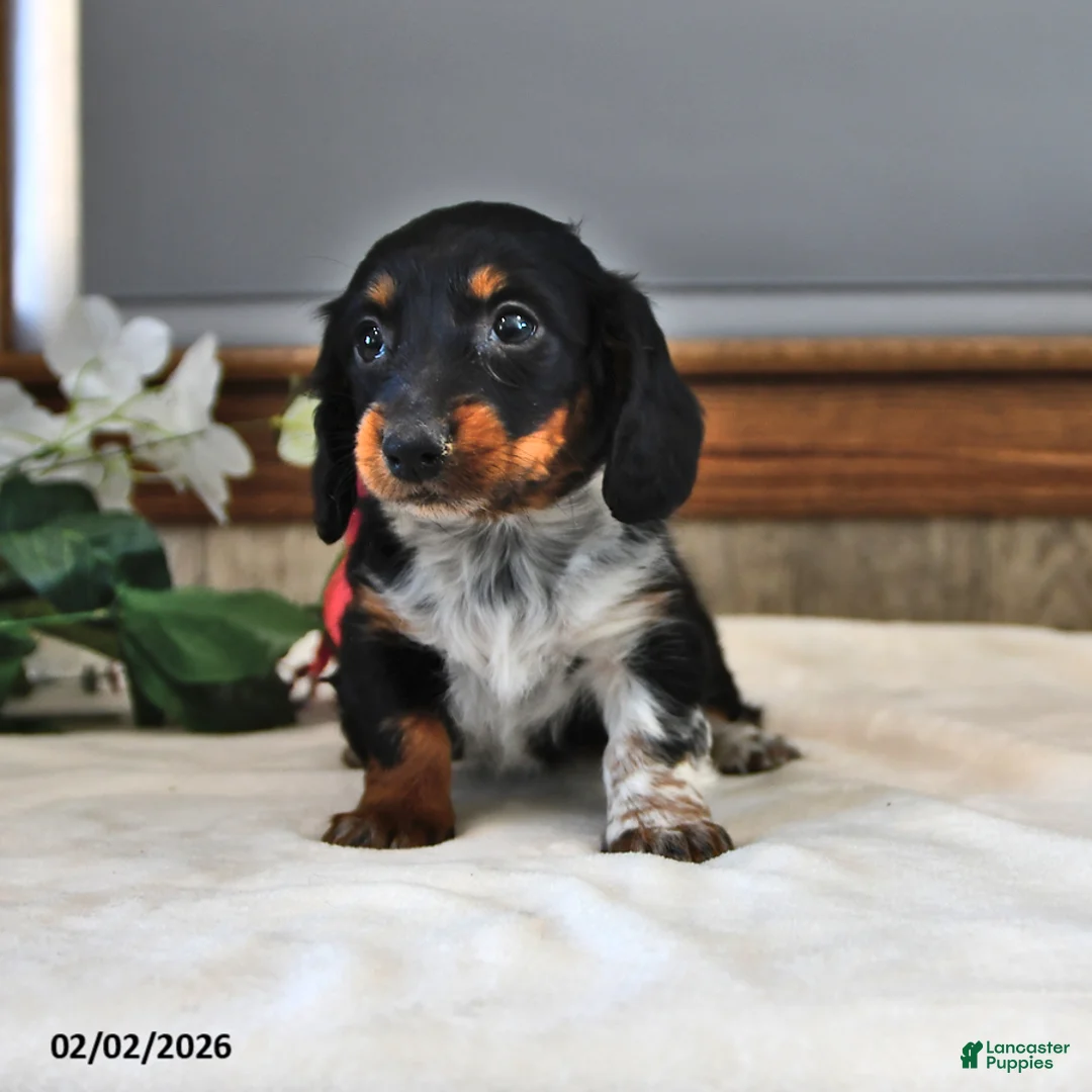 Miniature Dachshund dogs for sale: Poppy - Ad 2