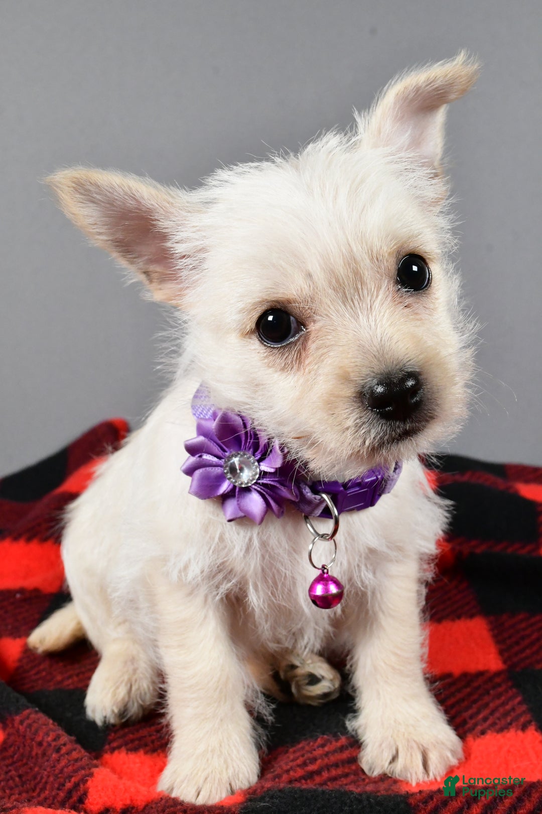 Cairn Terrier dogs for sale: Sox - Ad 5