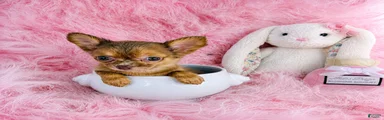 Chihuahua 1