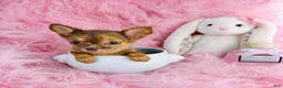 Chihuahua dogs for sale: Chihuahua 1 - Ad 1
