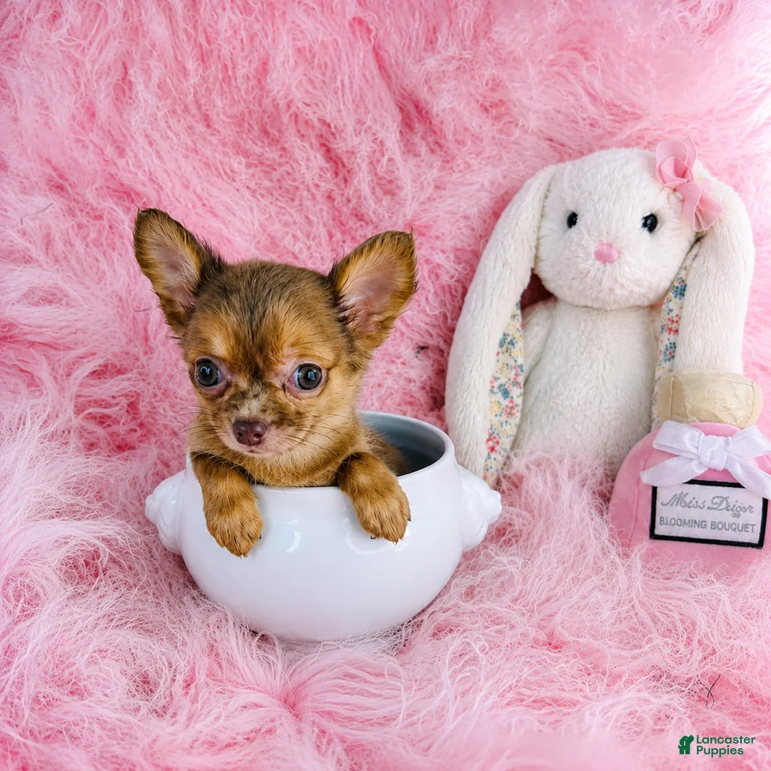 Chihuahua dogs for sale: Chihuahua 1 - Ad 1