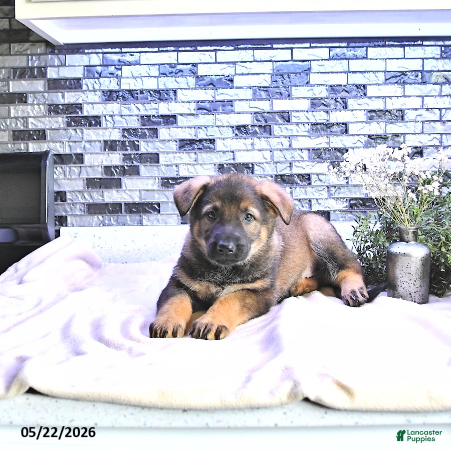 German Shepherd dogs Ember - Ad 1