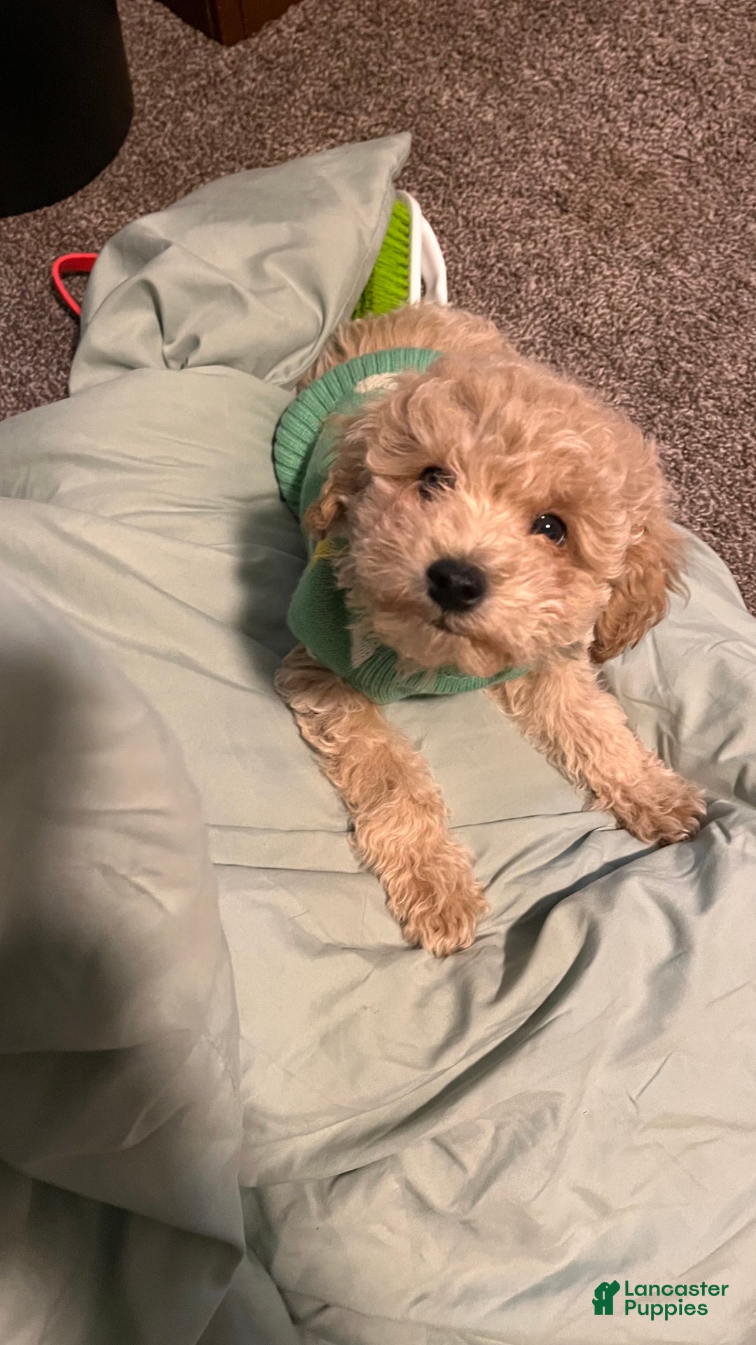 Bichpoo dogs for sale: Harlow - Ad 1