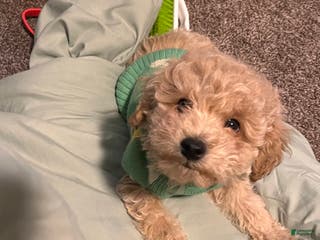 Bichpoo dogs Harlow - Ad 31