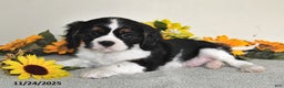 Cavalier King Charles Spaniel dogs for sale: Bingo - Ad 2