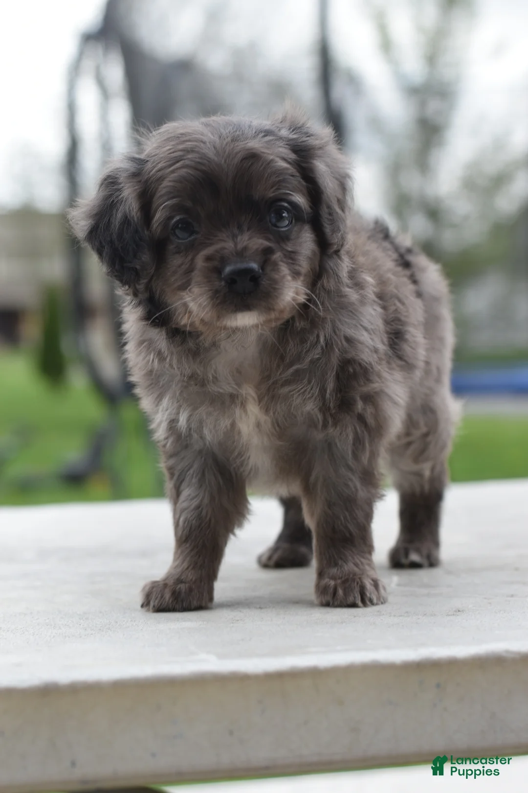 Cockapoo dogs for sale: Milo f1b - Ad 2