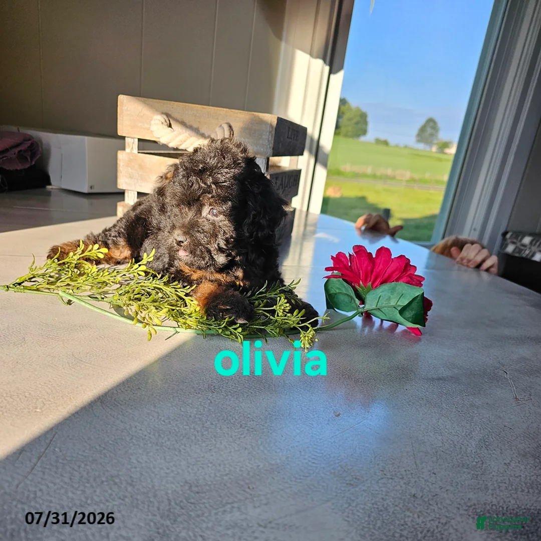 Miniature Poodle dogs for sale: Olivia - Ad 4