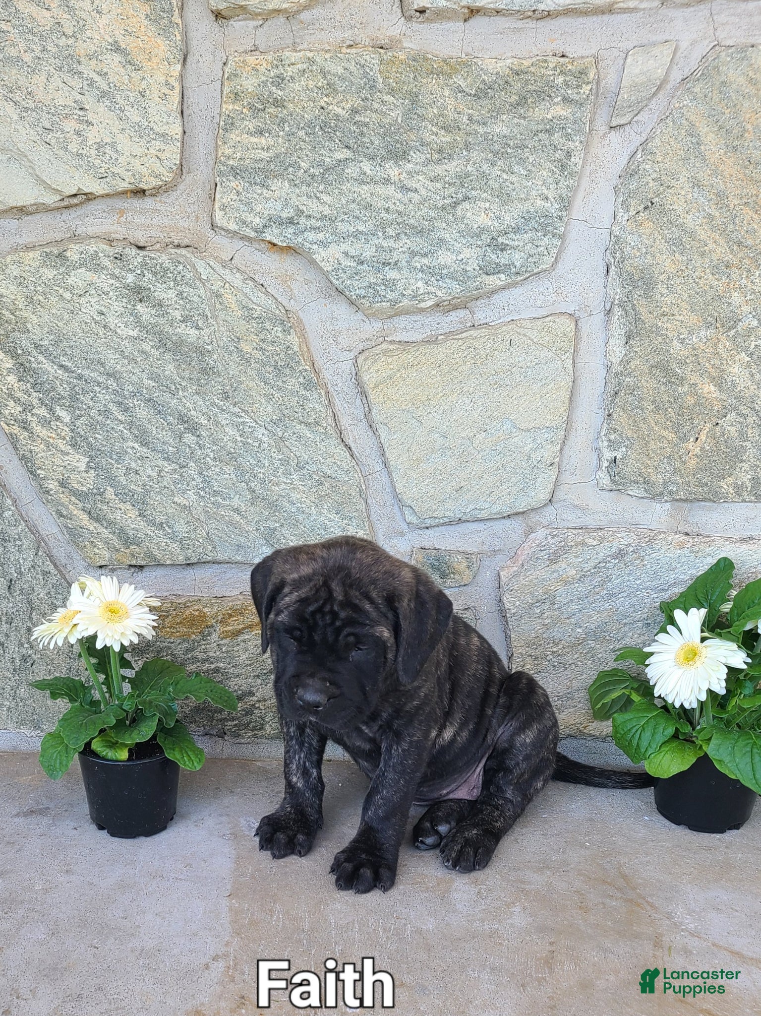 English Mastiff dogs for sale: Faith - Ad 3