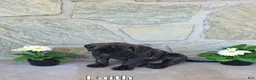 English Mastiff dogs for sale: Faith - Ad 1