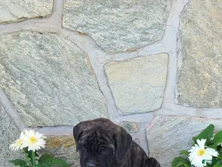 English Mastiff dogs for sale: Faith - Ad 3