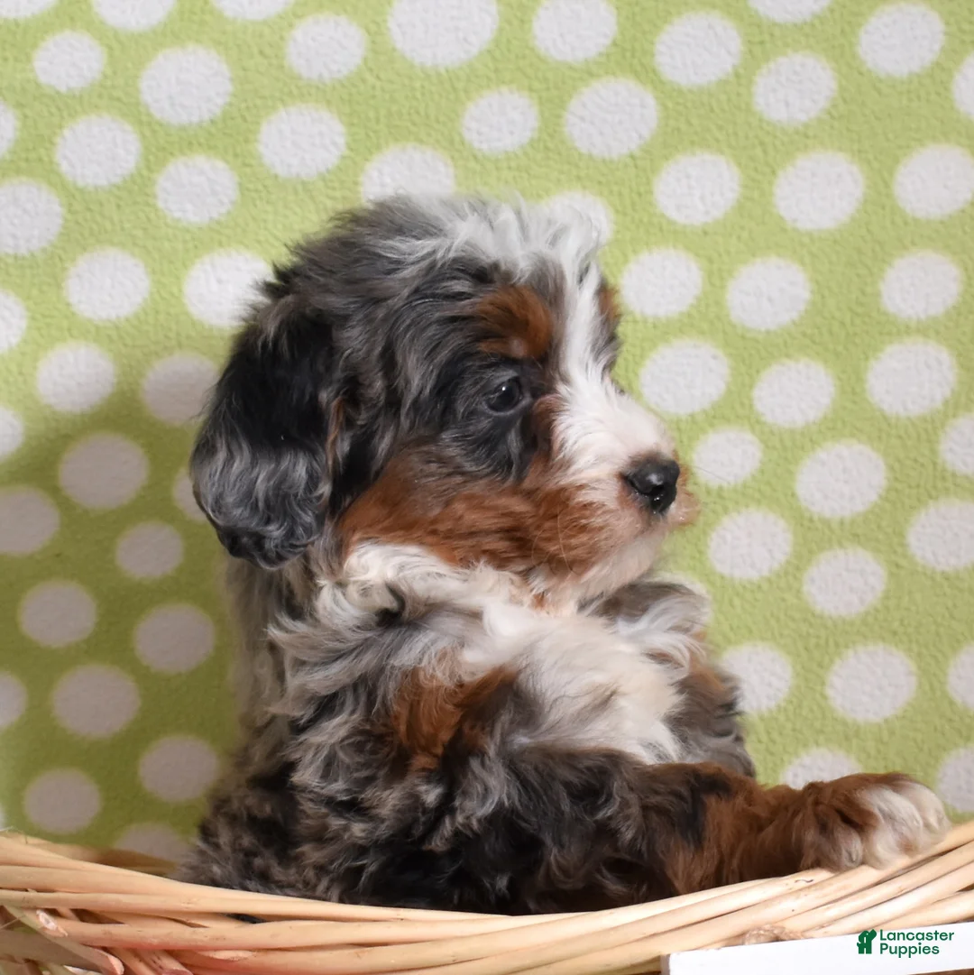 Bernedoodle dogs for sale: Geo  - Ad 4