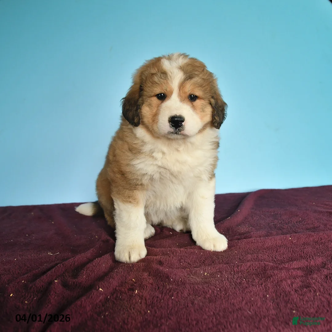 Mixed Breed dogs for sale: Cutie - Ad 1