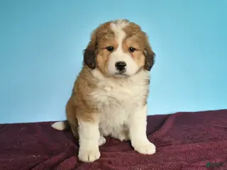 Mixed Breed dogs for sale: Cutie - Ad 2