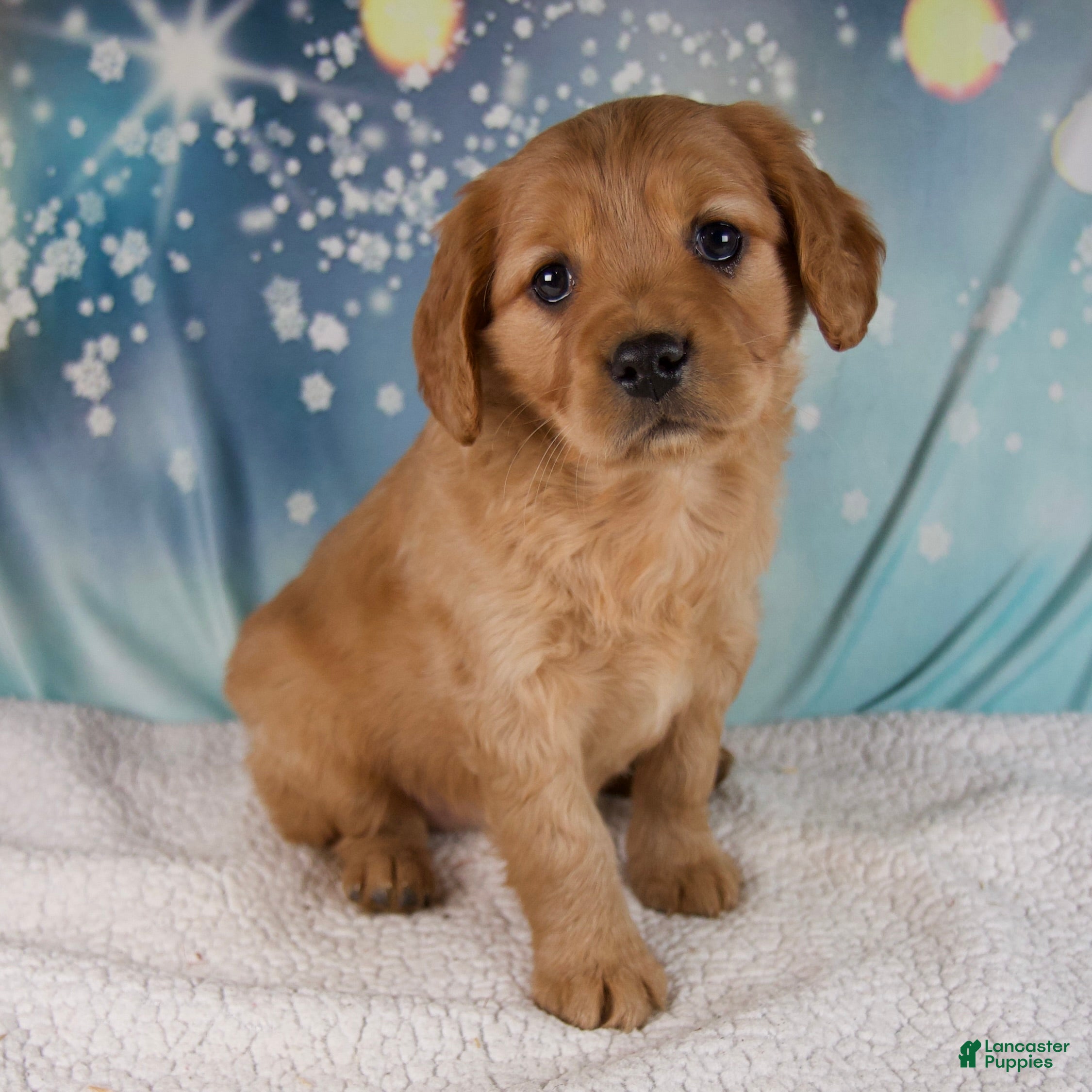Mixed Breed dogs Jewel - Ad 6