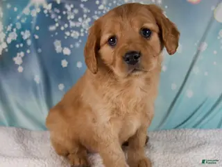 Mixed Breed dogs Jewel - Ad 6