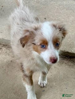 Toy Australian Shepherd dogs for sale: Dakota - Ad 2