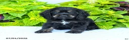 English Cocker Spaniel dogs for sale: Daisy - Ad 3