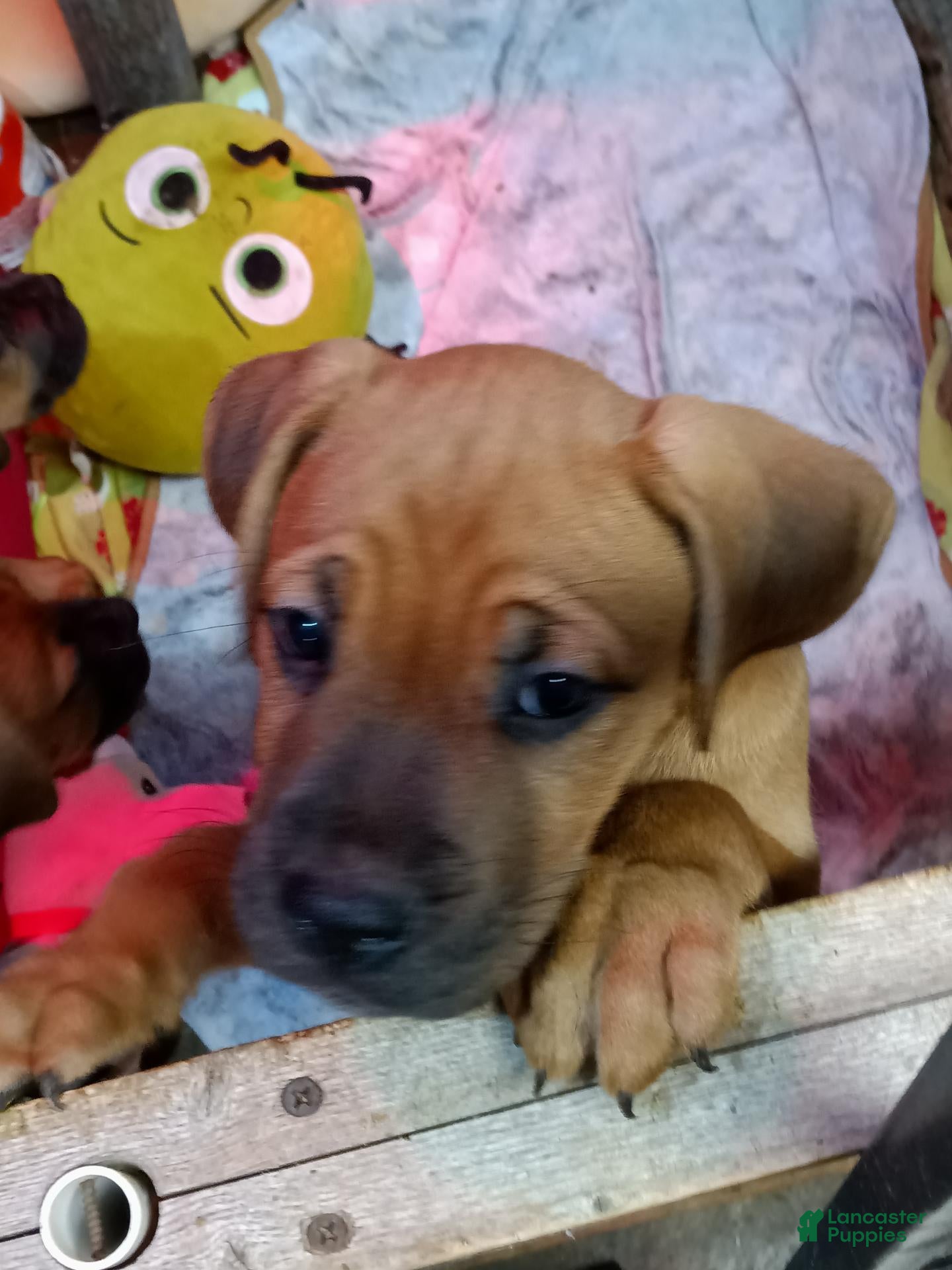 Mixed Breed dogs for sale: Mixed Breed 1 - Ad 26