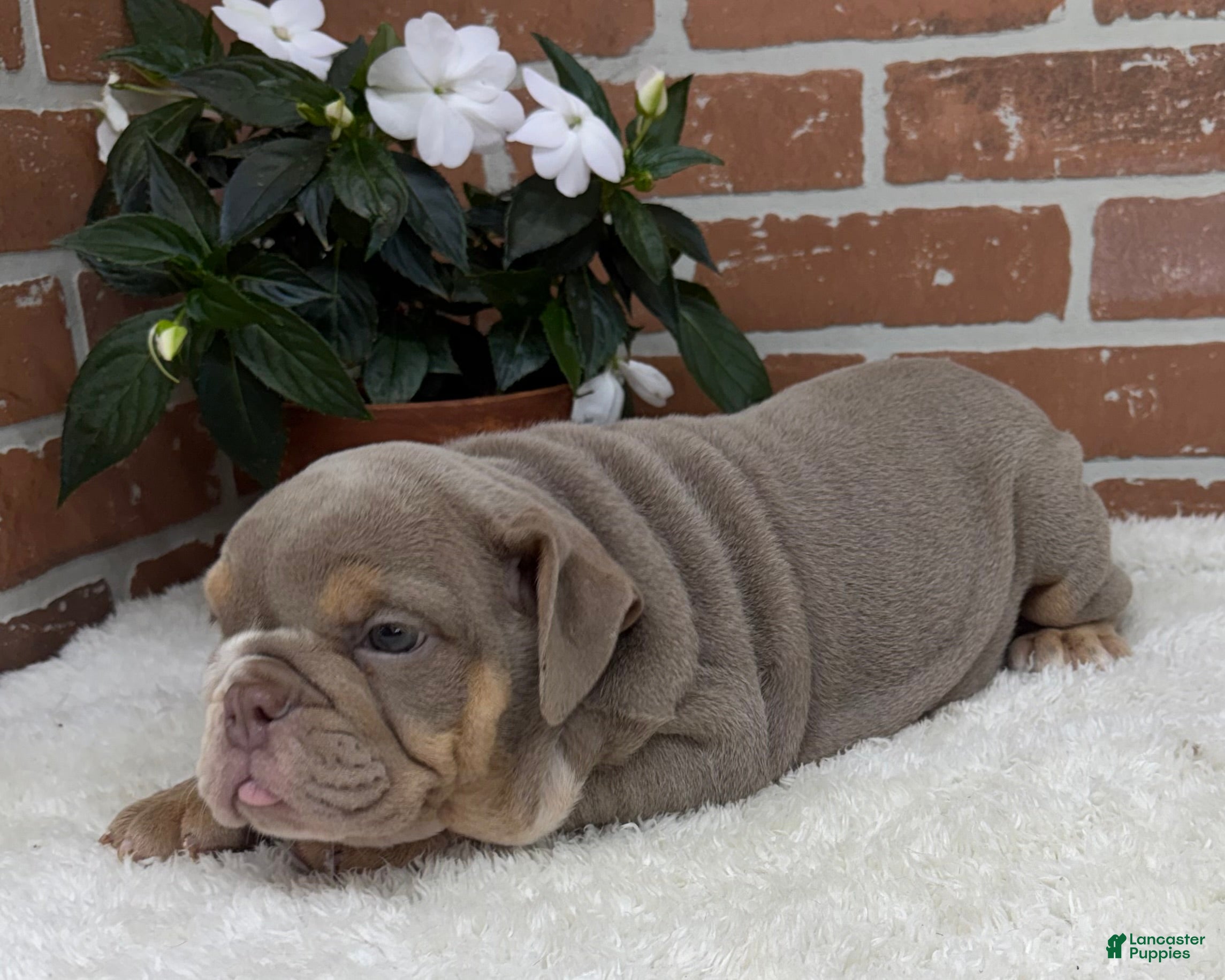 English Bulldog dogs Savannah - Ad 2